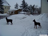 Winter_Hunde