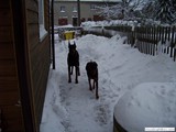 Winter_Hunde1