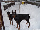 Winter_Hunde3